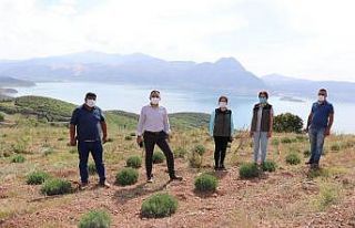 Kaymakam Çelik, Lavanta bahçesini inceledi