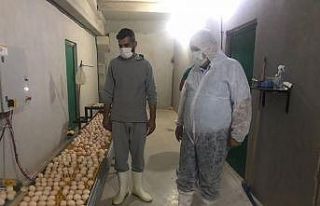 Kaymakam Ünal damızlık yumurta üretme çiftliğini...