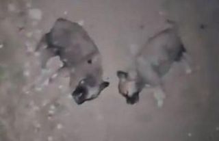 Keban’da 8 yavru köpeğin öldürülmesine adli...