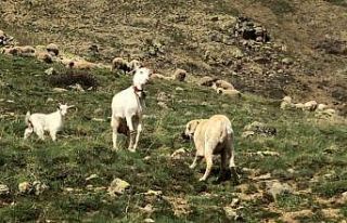 Keçi çoban köpeğine kafa tutarsa