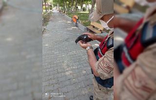 Kedinin saldırısına uğrayan güvercini jandarma...