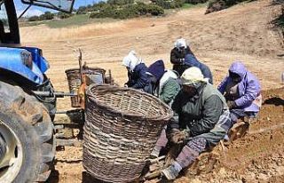 Kekik dikiminde son fidanlar toprakla buluşuyor