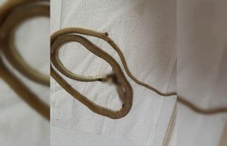 Kendisini ısıran yılanla beraber hastaneye gitti