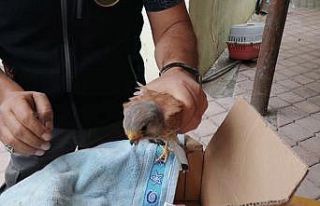 Kerkenez yırtıcısı tedavi altına alındı