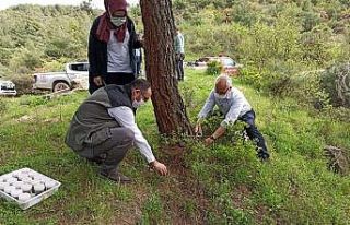 Kestane ağaçlarına zarar veren Gal arılarına...