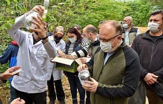 Kestane Gal Arısı ile mücadele çalışmaları...