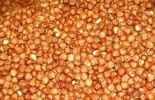 KFMİB: “Fındık popüler tıp camiasında görmezden...