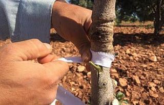 Kilis’te Antepfıstığı aşılamasına başlandı