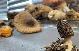 Kilosu 3 bin TL’ye satılıyor üreticisini zengin...