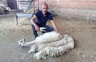 Kınalı kuzulara bayram makyajı