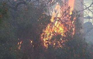 Kırıkkale’de vatandaşlar ağaç yangınını...