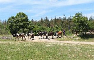 Kırklareli hayvancılıkta çıtayı yükseltiyor