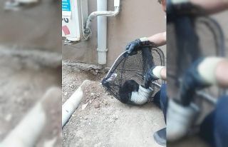 Kırklareli’nde yağmur suyu tahliye borusunda mahsur...