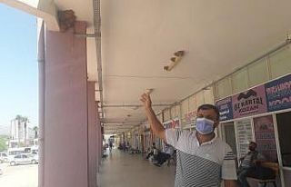 Kırlangıçlar otogarı mesken tuttu