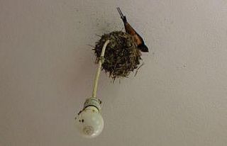 Kırlangıçların lambalara inşa ettiği ‘Yuvacık’