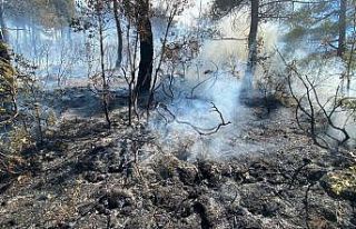Kısıtlamada mangal yakan 3 kafadar 5 hektar ormanı...
