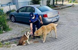 Kısıtlamada sokak hayvanları unutulmadı