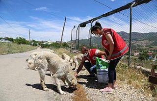 Kısıtlamada sokak hayvanlarına mama ve su desteği