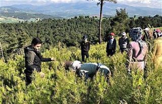 Kızılçam gençliğinde, gençlik bakım çalışmaları