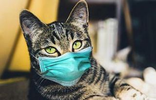 KKTC’de evcil kedi sahibinden COVID-19 kaptı
