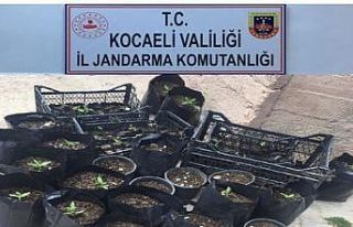 Kocaeli’de 157 kök kenevir ele geçirildi