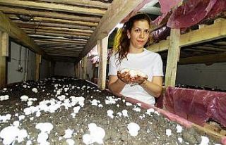 Kocasına destek için mantar üretimine başladı