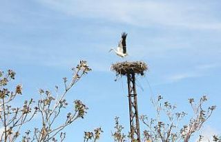 Kocasinan’da leylek yuvaları misafirlerini ağırlamaya...