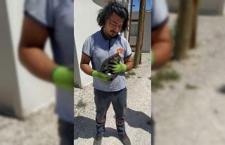 Konteynerde sıkışan yavru kedi itfaiye ekipleri...