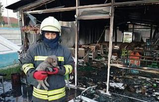 Konya’da büfe yandı, kediler ve köpek kurtarıldı
