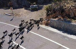 Konya’da oğlakların annelerine kavuşması renkli...