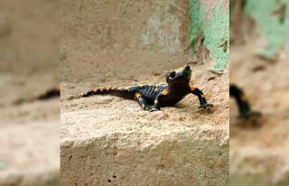 Konya’da sarı benekli semender görüntülendi