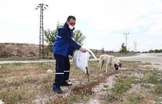 Konya’da sokak hayvanları tam kapanmada emin ellerde