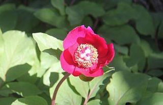 Koparana 80 bin lira ceza kesilen "Ayı Gülü"...