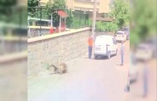 Köpeği ezip ölümüne sebep olan şahsa ceza kesildi