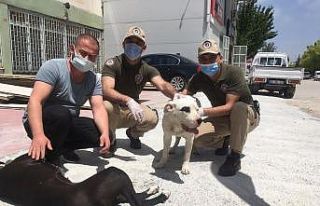 Köpek çaldığı iddia edilen 3 kişi gözaltına...