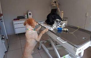 Köpek, mahsur kalan köpeğin hayatını kurtardı