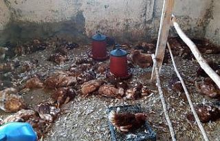 Köpekler 280 tavuğu parçaladı