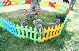 Köpeklere eziyet eden kadın cep telefonu kamerasıyla...