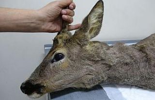 Köpeklerin saldırdığı karaca tedaviye alındı