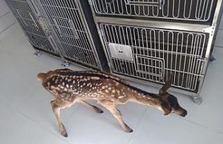 Köpeklerin saldırısına uğrayan yavru geyik tedavi...