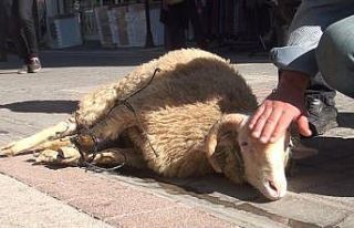 Koronanın bitmesi için kurban kestiler