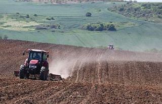 Koronaya rağmen Türkiye’nin ayçiçeği ambarı...