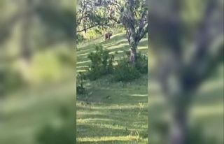 Köyde rastladıkları ayıyı "Gel tosunum"...