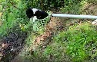 Köylüler uçuruma düşen köpeği kurtarmak için...