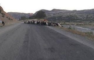 Kulp’ta göçerlerin zorlu yayla yolculuğu
