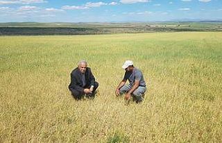 Kulu’da kuraklıktan ekili alanlar kuruyor