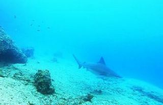 Kum köpek balıkları 24 saat izleniyor