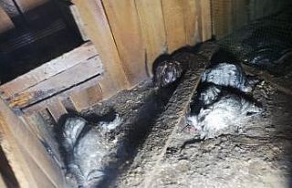 Kümes yangınında tavuk ve civcivler telef oldu