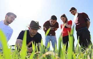 Kuraklığa karşı geliştirilen buğday genotipleri...