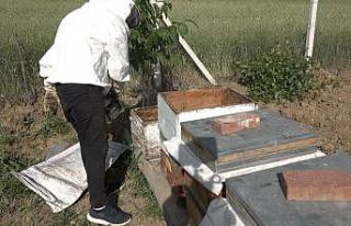 Kuraklık bal üretimini riske soktu